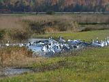 Snow Geese 008